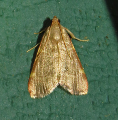 Hypsopygia binodulalis