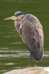 Ardea herodias