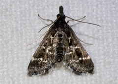 Diasemiodes janassialis