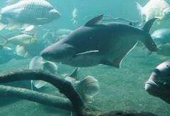 Striped Catfish photo 5
