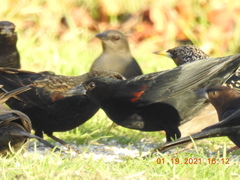 Agelaius phoeniceus californicus