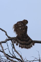 Accipiter cooperii