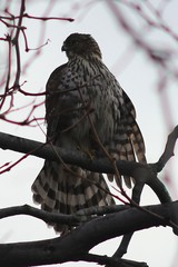 Accipiter cooperii