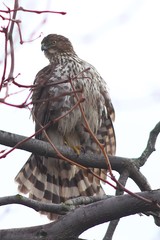 Accipiter cooperii