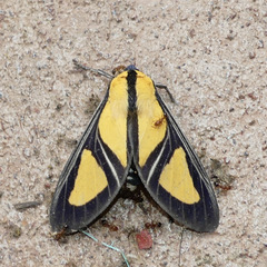 Xanthoarctia