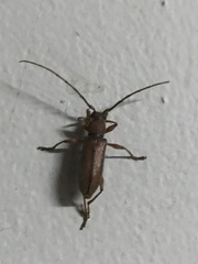 Miltesthus marginatus