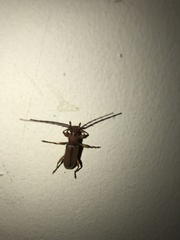 Miltesthus marginatus