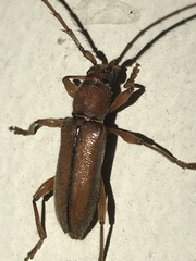 Miltesthus marginatus