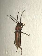 Miltesthus marginatus
