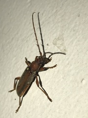 Miltesthus marginatus