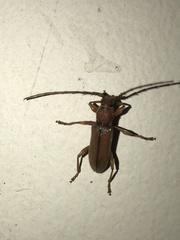 Miltesthus marginatus