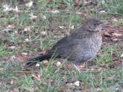 Turdus merula