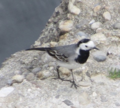 Motacilla alba