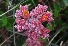 Dudleya palmeri