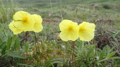 Papaver macounii discolor