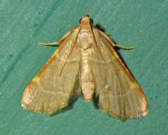 Hypsopygia binodulalis