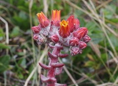 Dudleya palmeri