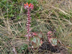 Dudleya palmeri