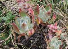 Dudleya palmeri