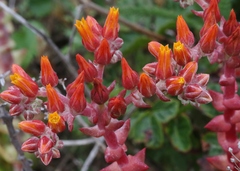 Dudleya palmeri