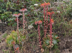 Dudleya palmeri