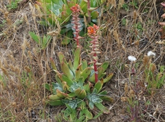 Dudleya palmeri