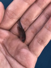 Notopterus notopterus