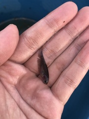 Notopterus notopterus