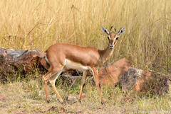 Gazella bennettii