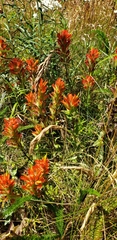 Castilleja litoralis