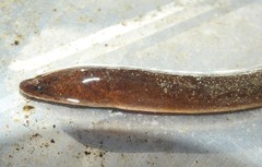 Ophisternon aenigmaticum