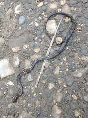 Jamaican Long-Tailed Groundsnake photo 5
