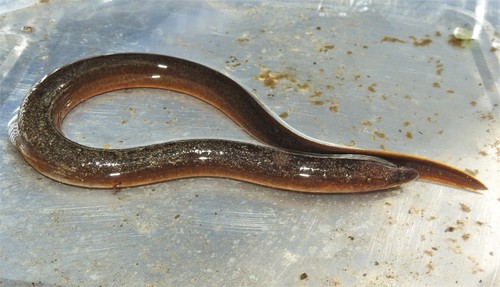 Obscure Swamp Eel
