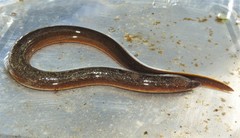 Ophisternon aenigmaticum