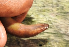 Ophisternon aenigmaticum