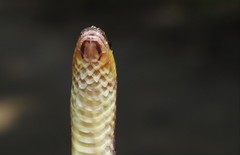 Middle American Burrowing Snake photo 2