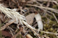 Paralucia pyrodiscus