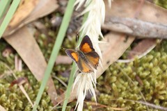 Paralucia pyrodiscus