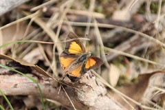 Paralucia pyrodiscus