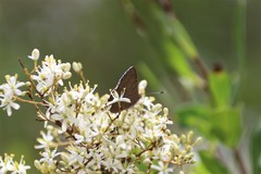 Paralucia pyrodiscus lucida
