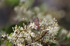 Paralucia pyrodiscus lucida