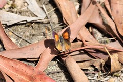 Paralucia pyrodiscus