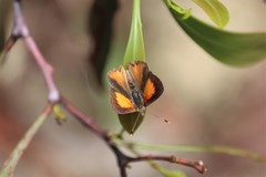 Paralucia pyrodiscus