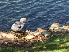 Anas platyrhynchos domesticus