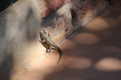 Trachylepis laevigata