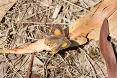 Paralucia pyrodiscus