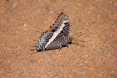 Charaxes saturnus saturnus