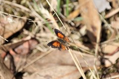 Paralucia pyrodiscus