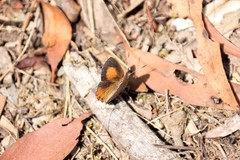 Paralucia pyrodiscus