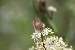 Paralucia pyrodiscus lucida